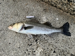 シーバスの釣果