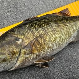 スモールマウスバス