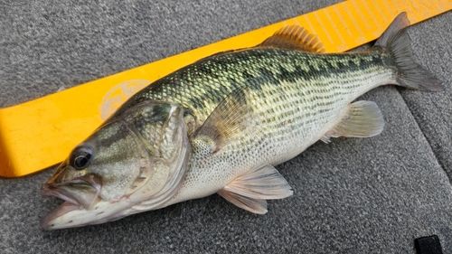 スポッテッドバスの釣果