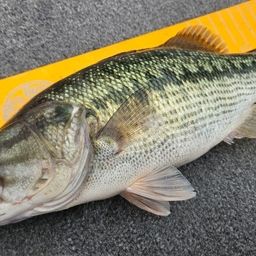 スポッテッドバス