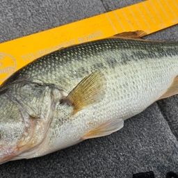 ラージマウスバス