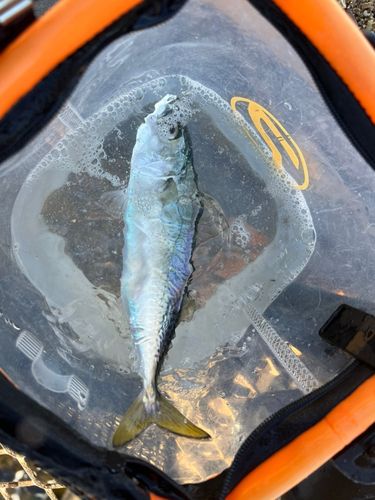 大黒海づり施設