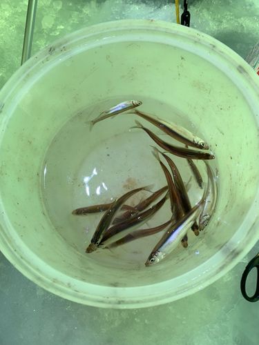 ワカサギの釣果