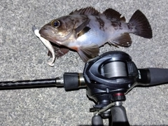 メバルの釣果