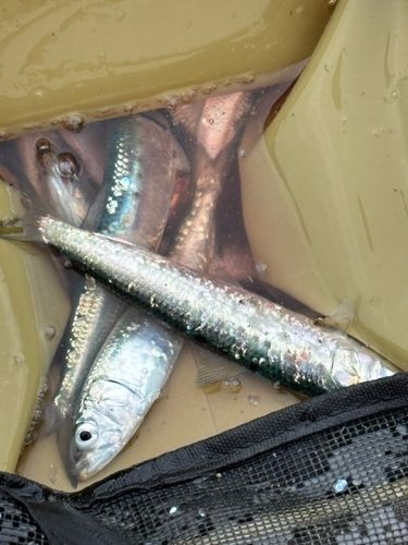 マイワシの釣果