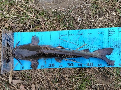 アメリカンキャットフィッシュの釣果