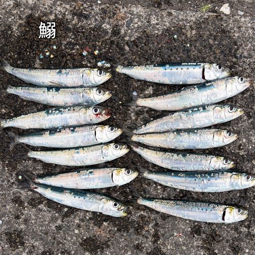 マイワシの釣果