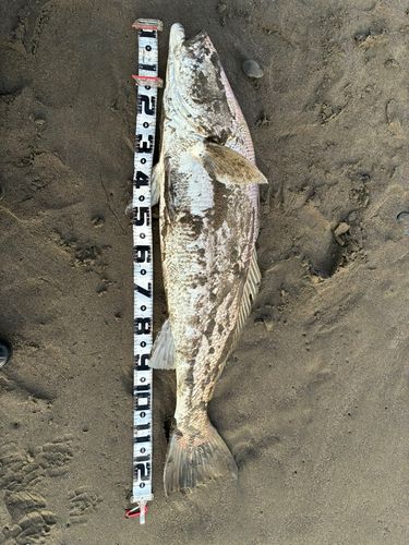 オオニベの釣果