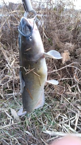 アメリカナマズの釣果