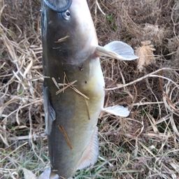 アメリカナマズ