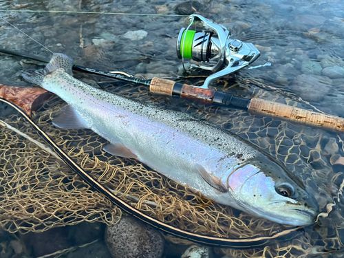 ニジマスの釣果