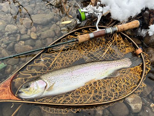 ニジマスの釣果