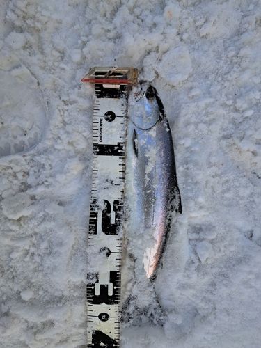 サクラマスの釣果