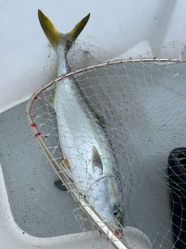 メジロの釣果