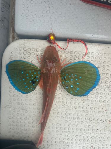 ホウボウの釣果