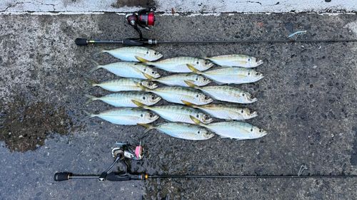 アジの釣果