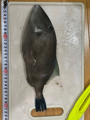 ウマヅラハギの釣果