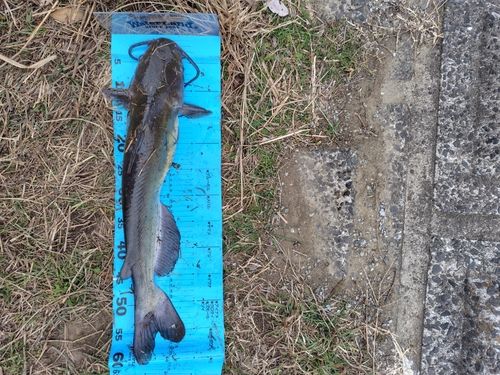 アメリカンキャットフィッシュの釣果