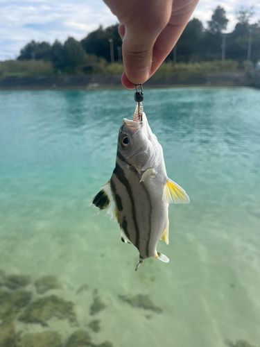 コトヒキの釣果