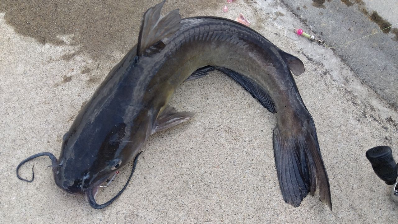 アメリカナマズ