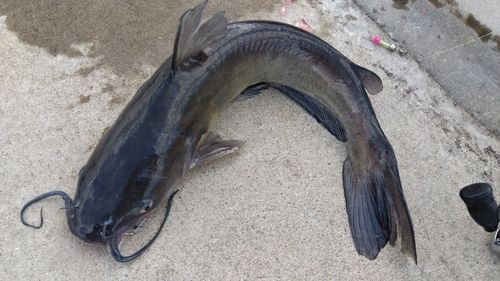 アメリカナマズの釣果