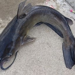 アメリカナマズ