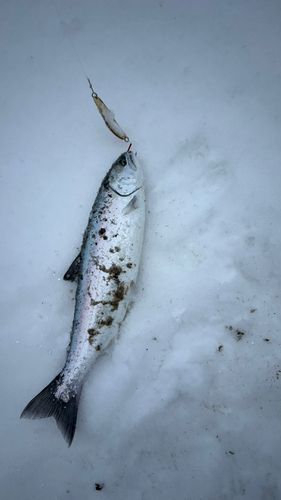 サクラマスの釣果