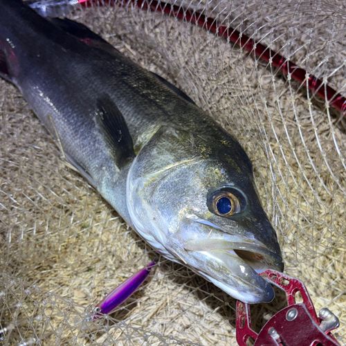 フッコ（マルスズキ）の釣果