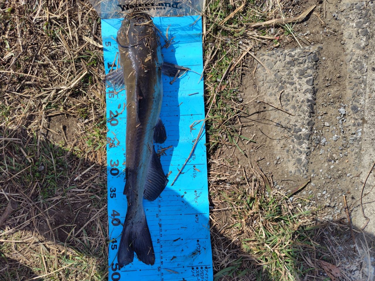 アメリカンキャットフィッシュ