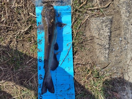 アメリカンキャットフィッシュの釣果