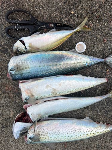 ゴマサバの釣果