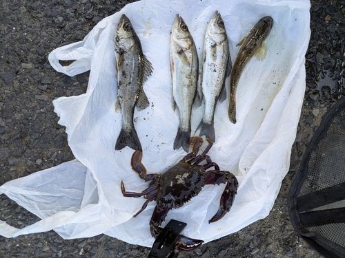 若洲海浜公園海釣り施設