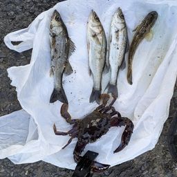 セイゴ（マルスズキ）