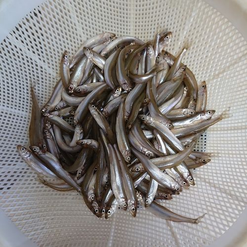 ワカサギの釣果