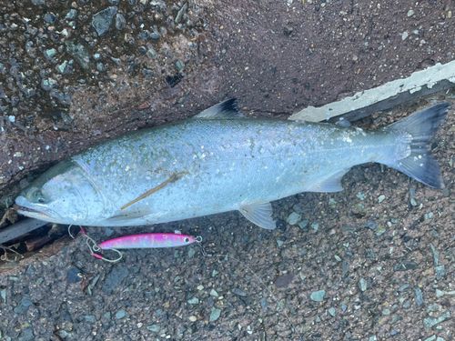 サクラマスの釣果