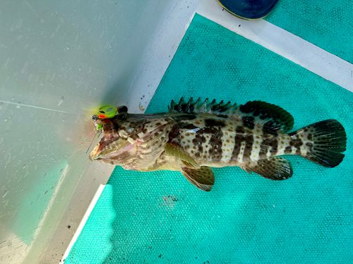 チャイロマルハタの釣果