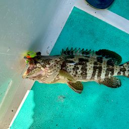 チャイロマルハタ