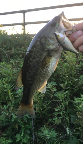 ブラックバスの釣果