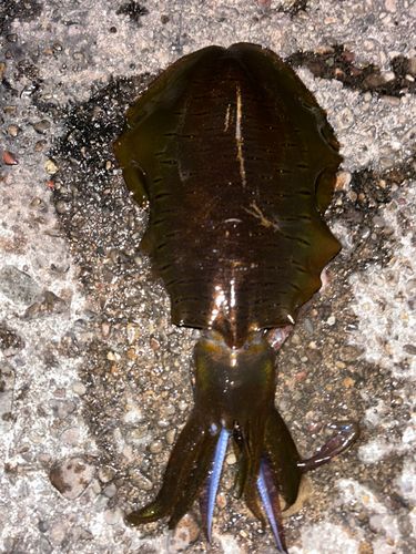 アオリイカの釣果