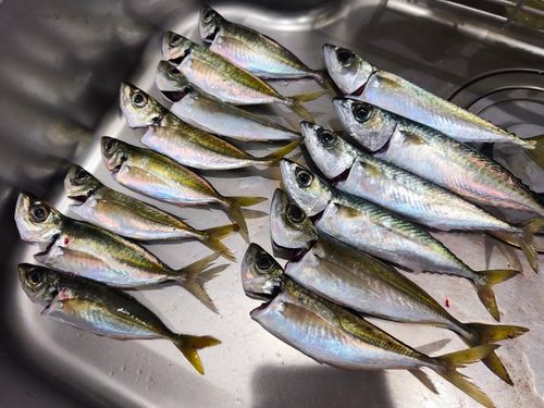 アジの釣果