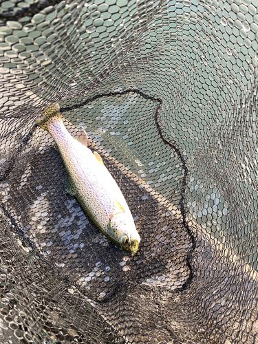 ニジマスの釣果