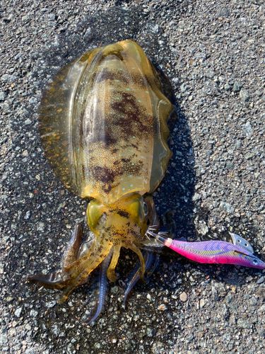 アオリイカの釣果
