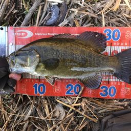 スモールマウスバス