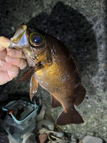メバルの釣果