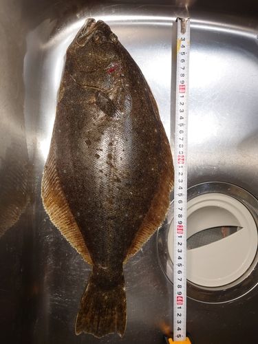 ヒラメの釣果