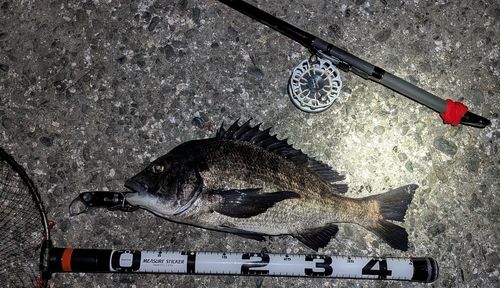 クロダイの釣果