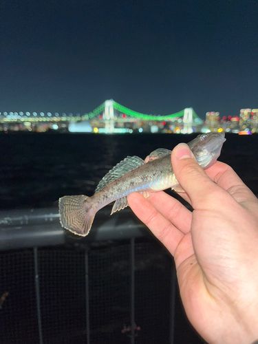 豊洲ぐるり公園