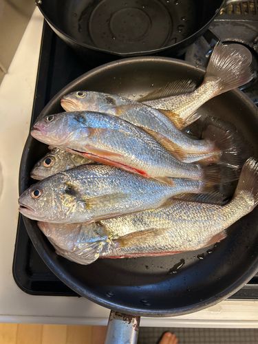 イシモチの釣果