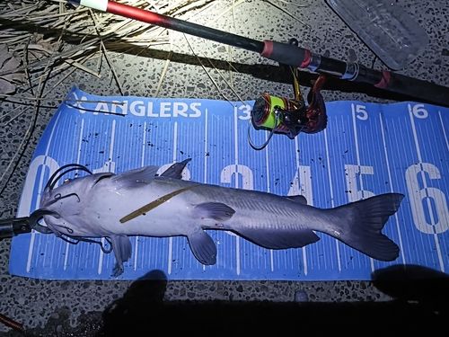 アメリカンキャットフィッシュの釣果