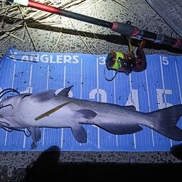 アメリカンキャットフィッシュ